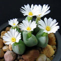 Mixed White Flower Lithops Seeds, 100pcs Pack, Succulent Plants, Drought-Tolerant, Hardy Varieties