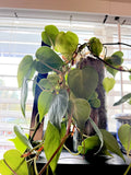 Heart Leaf Philodendron Cuttings - 10X Unrooted Live Plants - Philodendron hederaceum