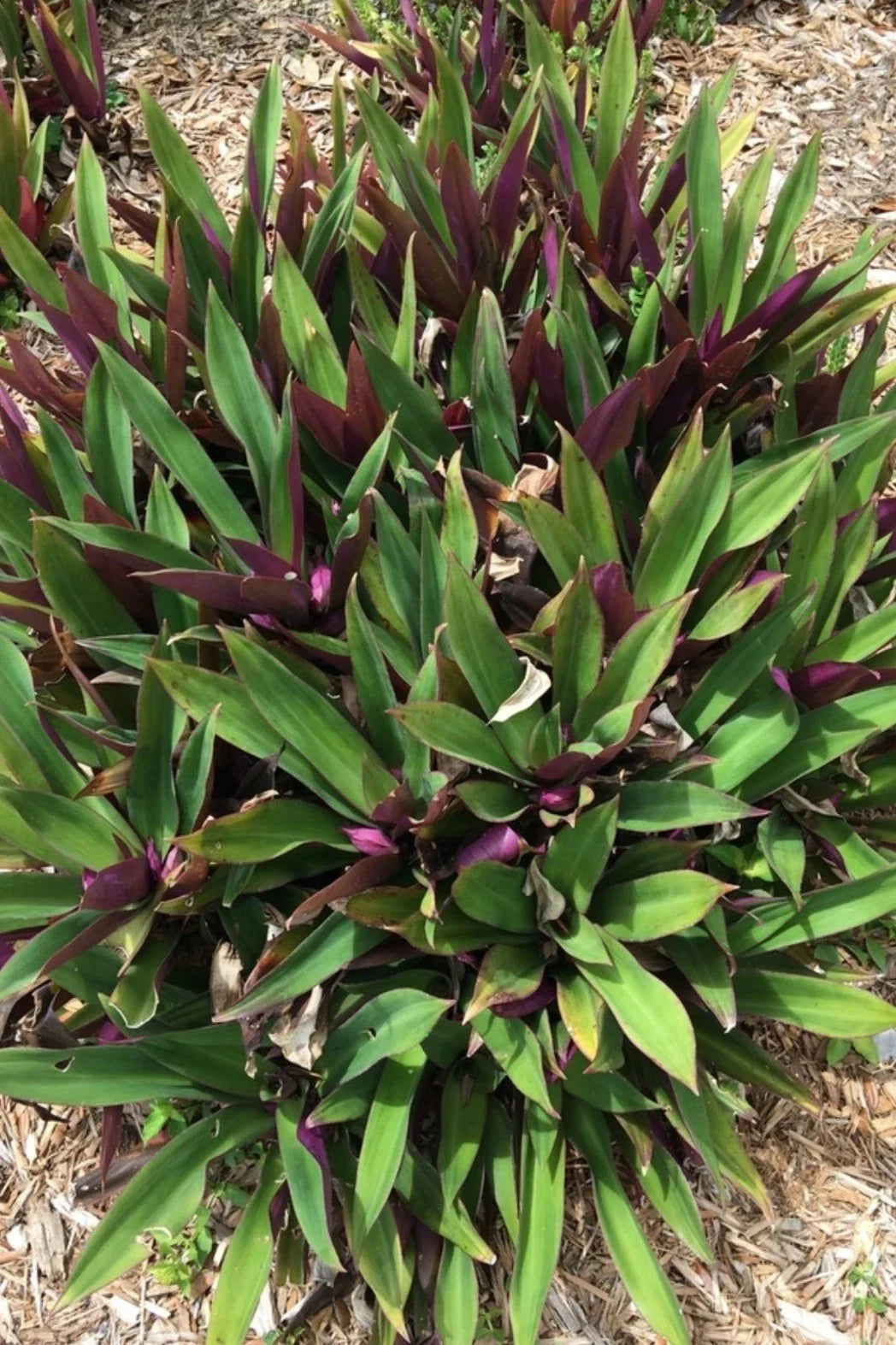 Oyster Plant - Moses in the Cradle - 3 Rooted Plants from Florida - Tradescantia spathacea + FREE Plant