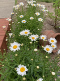Shasta Daisy Plant Bare Root 1pc Leucanthemum Superbum White Flower