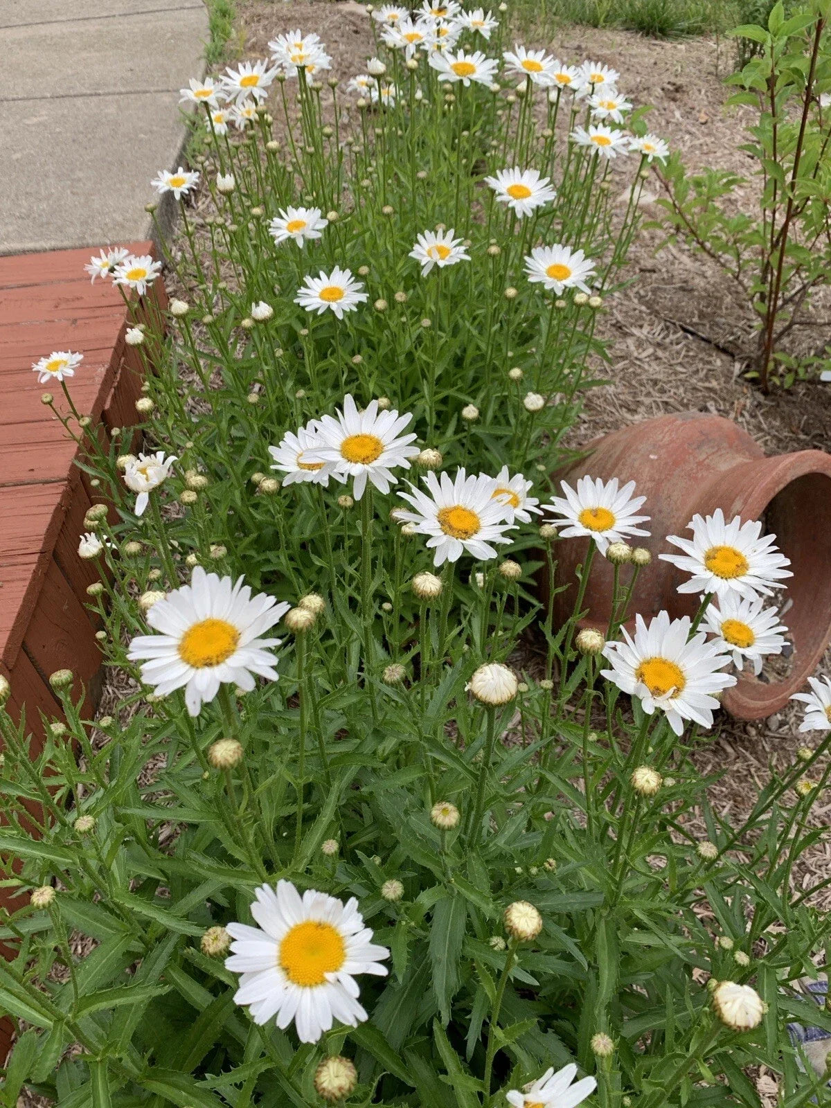 Shasta Daisy Plant Bare Root 1pc Leucanthemum Superbum White Flower