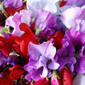Royal Mix Sweet Pea Seeds | Fragrant Red Pink Rose Vine Flower Seeds | Lathyrus odoratus 2025