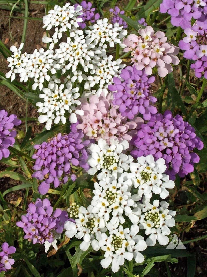 Globe Candytuft Seeds - Iberis umbellata - Colorful Blooms - Easy to Grow - Garden Flower Seeds - Free Shipping