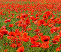 Poppy Seeds - 2340 Count - American Legion Red Flower - Papaver rhoeas - GroCo - USA - Buy 15 Ships Free
