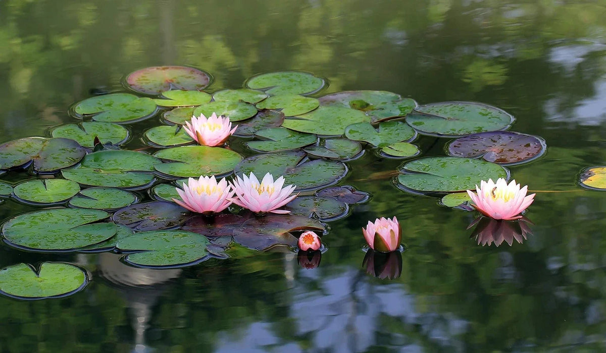 Lotus Seeds | 10 Seeds | Beautiful Aquatic Plants | Nelumbo nucifera