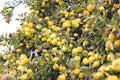 Golden Delicious Apple Tree Cuttings - 6 Organic Grafting Scions for Rooting - Malus domestica