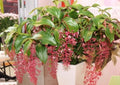 Live Well Rooted Starter Plant - Rare Bella Magnifica Medinilla - Exotic Indoor Plant - Unique Home Decor