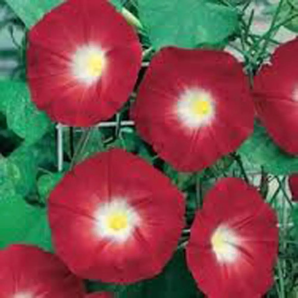 Scarlet O'Hara Morning Glory Seeds - 25+ Seeds for Vibrant Blooms (Ipomoea purpurea)