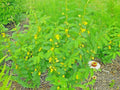 Partridge Pea Seeds - 201+ Count - Native Wildflower - Fall Food Source for Turkey, Deer, and Birds - Chamaecrista fasciculata
