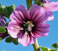 Rose Mallow Seeds, 25+ Seeds, Beautiful Bright Rose Flowers, Hibiscus moscheutos