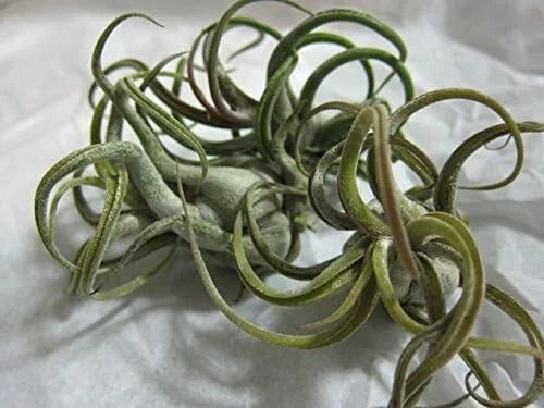 5 Pack Caput Medusae Air Plants - Low Maintenance Exotic Variety - Tilandsia