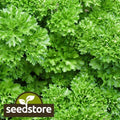 Forest Green Parsley Seeds | Heirloom Non-GMO Herb | Petroselinum crispum