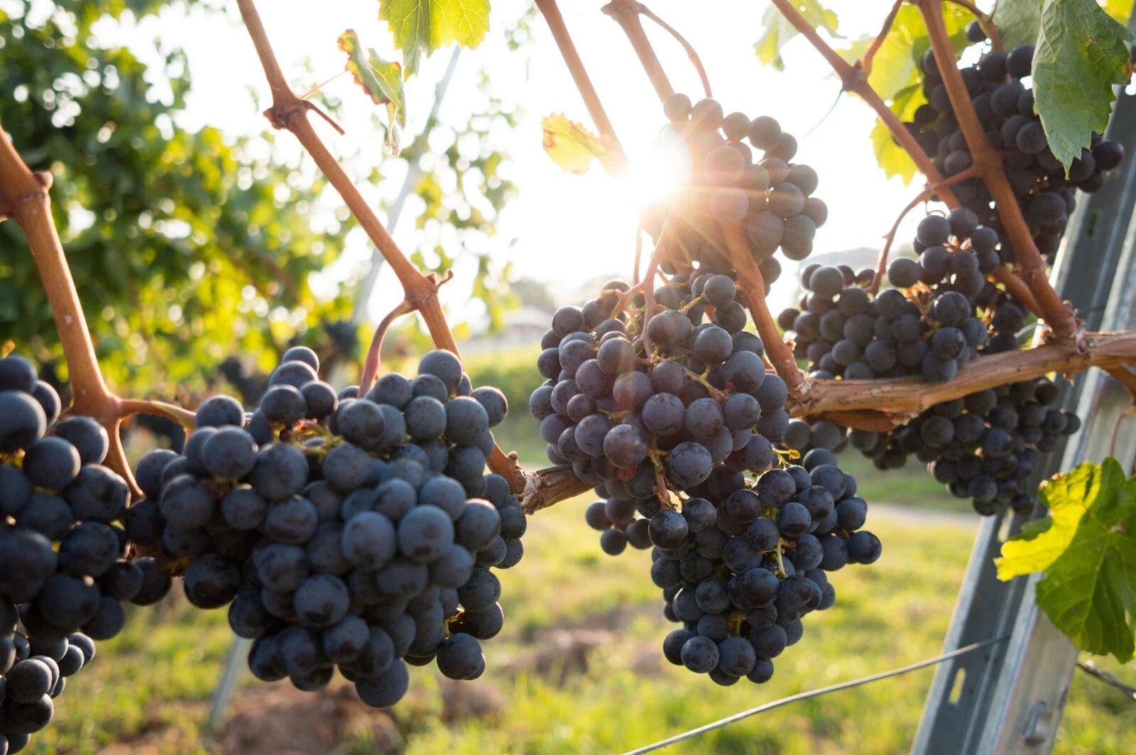 Grape Plants and Cuttings - Multiple Cultivars - Organic Vitis vinifera - Fruit-bearing Varieties for Home Garden