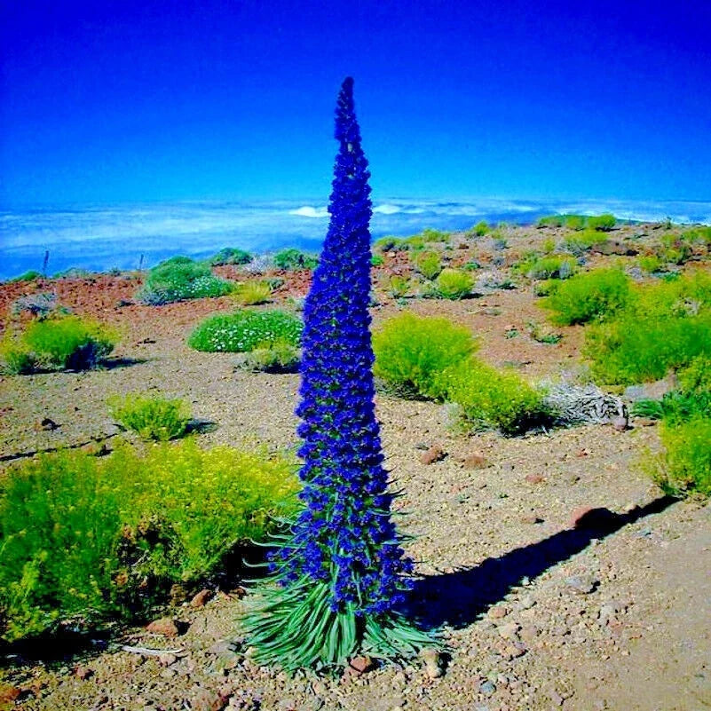 Pride of Madeira Flower 20 Seeds - Blue Tower of Jewels - Echium fastuosum - Garden Plant