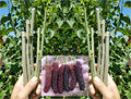 Pakistan Mulberry Cuttings - 10 Organic Fresh Cuttings for Rooting or Grafting - Morus alba