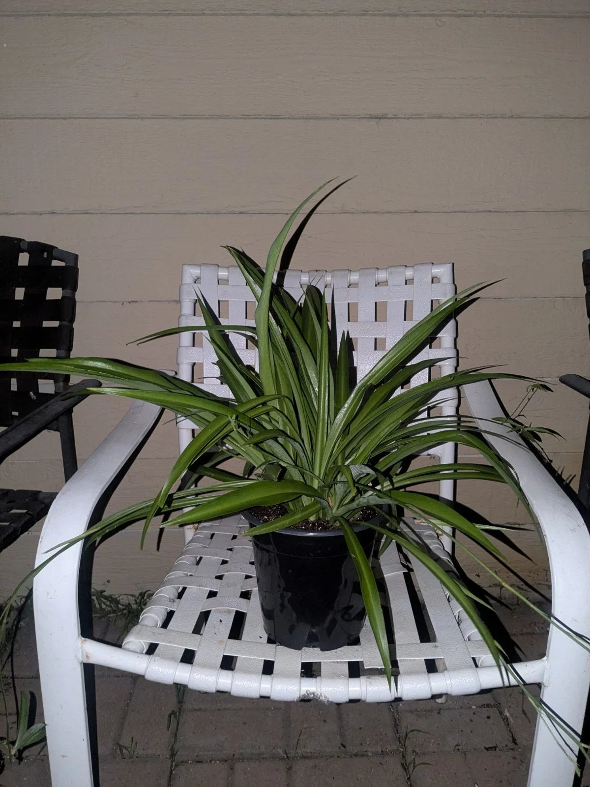 Rooted Spider Plant in Pot, Solid Green, Live Indoor Plant, Chlorophytum comosum