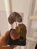 Potted "Blackie" Sweet Potato Vine Plant - Fully Rooted 4-inch Pot (Ipomoea batatas)