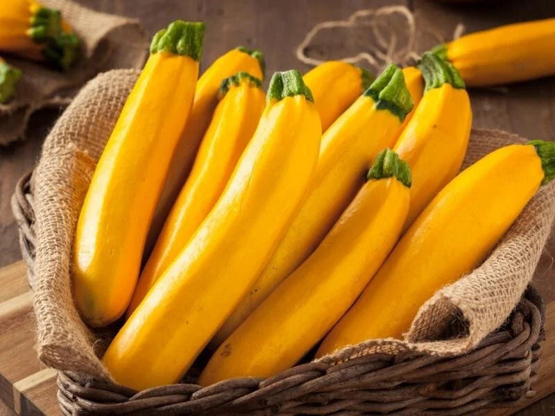 Gourmet Gold Zucchini Squash Seeds - 25+ Pack - Heirloom Vegetable - Cucurbita pepo - USA