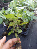 72 Triple Crown Thornless Blackberry Plants - Non-GMO, Pesticide-Free, Vigorous Growth - Rubus fruticosus