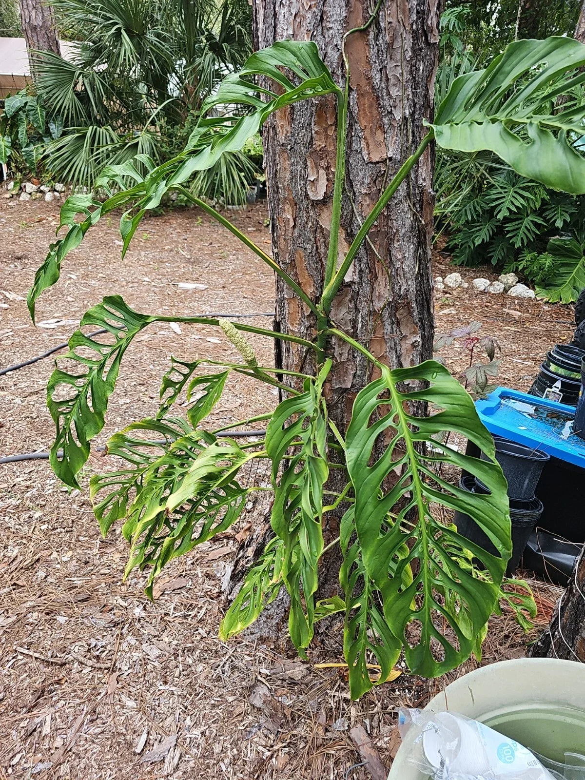Monstera Adansonii Cuttings 3 Node Unrooted Swiss Cheese Wide Form (Monstera adansonii)