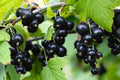 Black Currant Seedling Plant - Rooted Blackcurrant Plant for Garden - Ribes nigrum