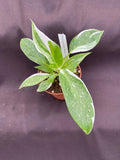 Philodendron White Princess Rooted Plant 3" Pot
