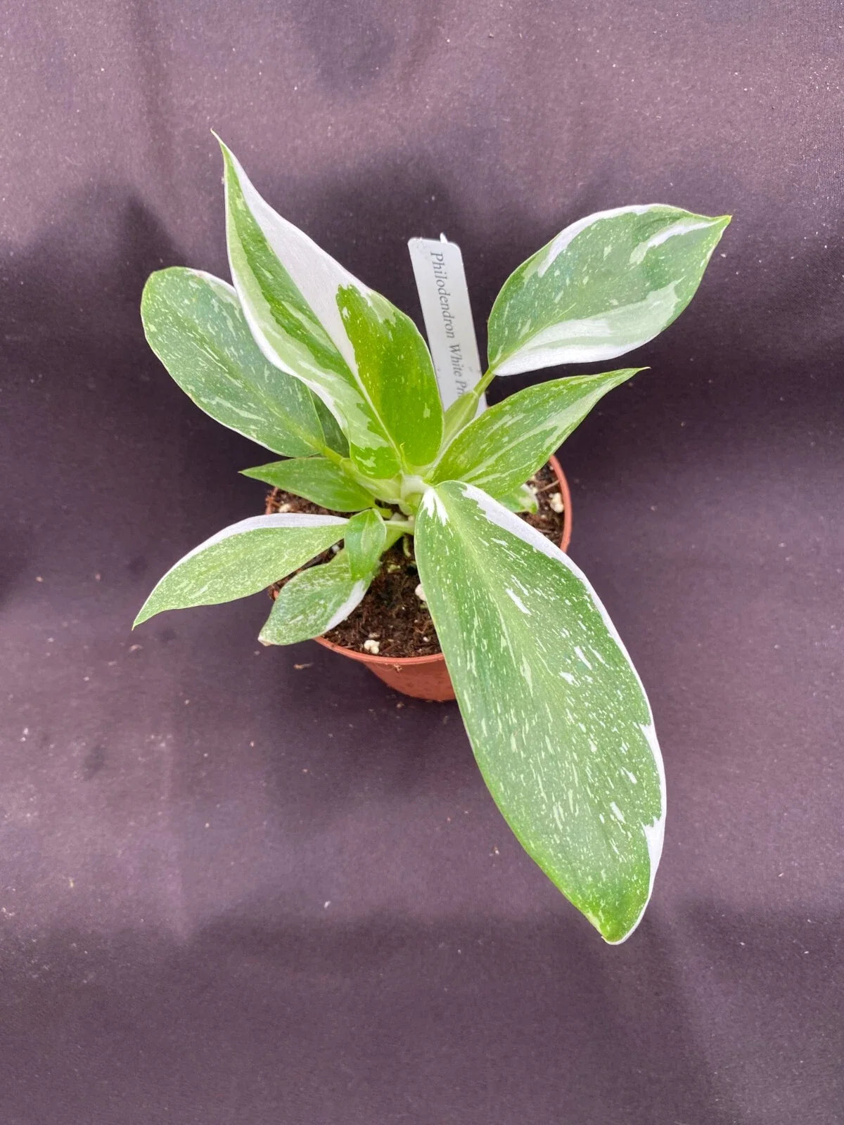 Philodendron White Princess Rooted Plant 3" Pot