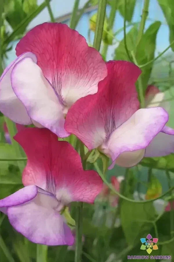 Fire and Ice Sweet Pea Seeds - 50+ Pack for Garden Planting - Lathyrus odoratus - USA