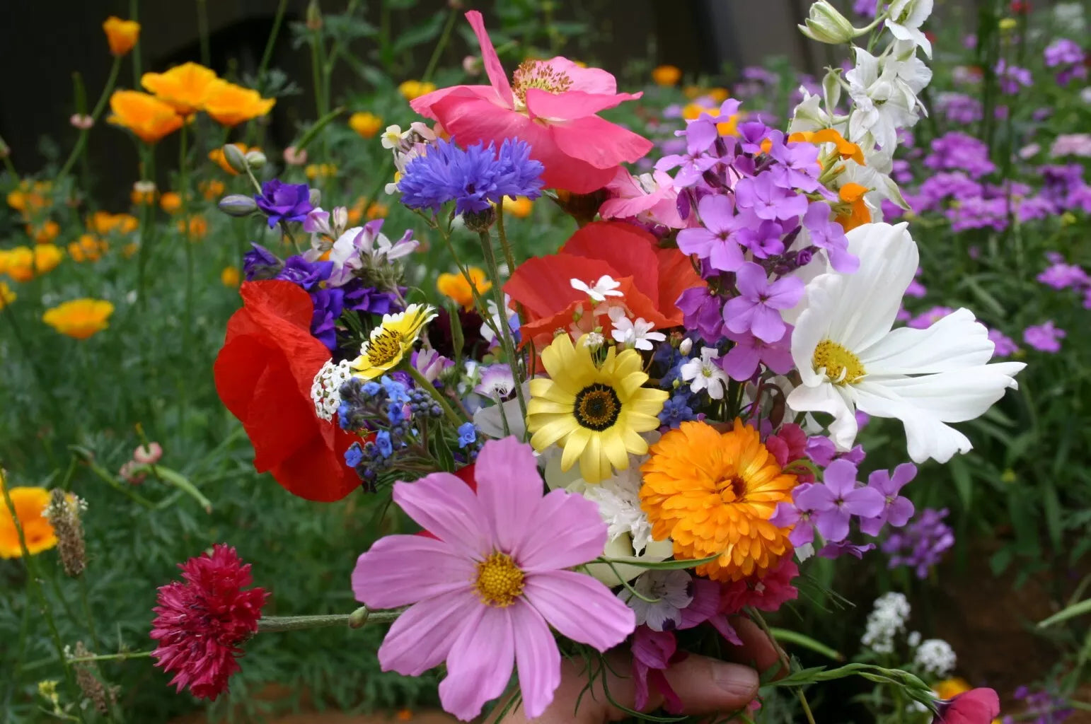 Wildflower Seed Mix, 35 Species, Cascade Kaleidoscope, Annuals & Perennials