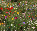 Wildflower Mix Seeds - 1 Oz Cascade Kaleidoscope - Colorful Blend for Gardens - Ideal for Pollinators and Beautification