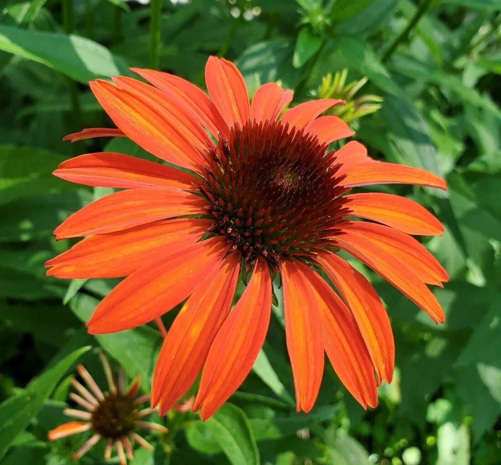 Orange Coneflower  Daisy 200 Seeds - Echinacea Tennessensis - Ideal for Garden Planting - USA