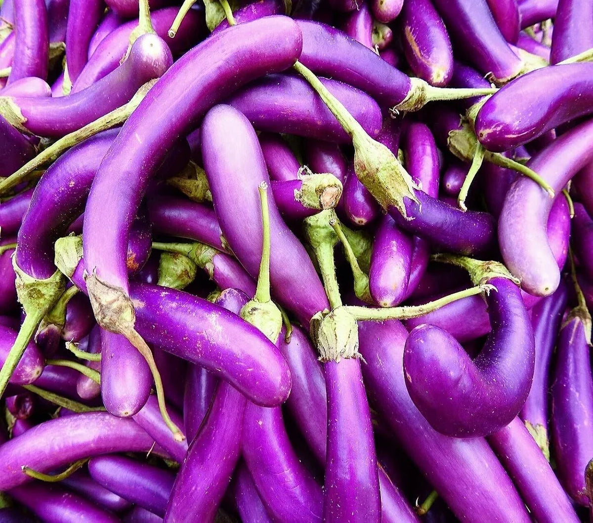 Eggplant Seeds for Planting | 250 Long Purple Eggplant Seeds | Solanum melongena | Garden Vegetable Seeds