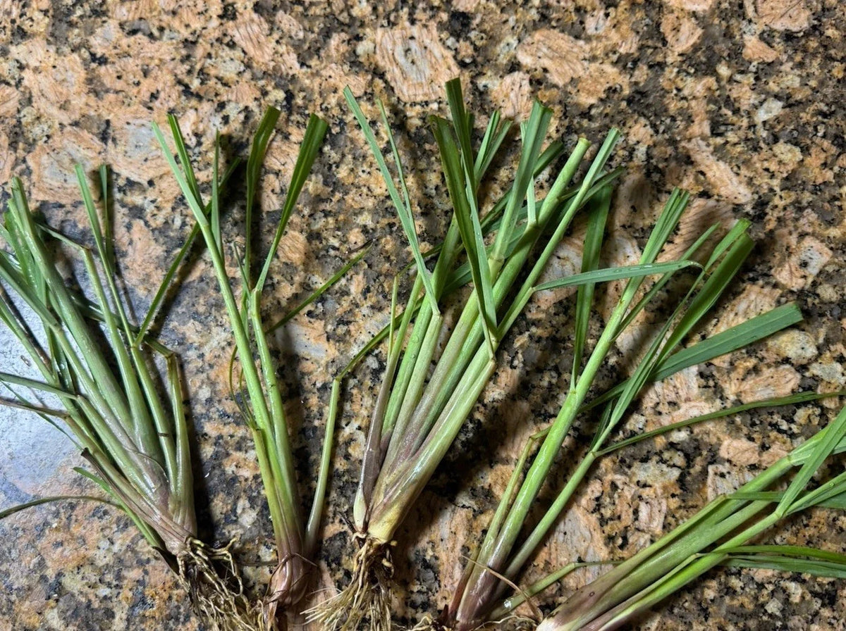 Organic Lemongrass Stalks - 20 Fully Rooted Plants - Ready to Plant - Cymbopogon citratus