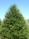 Norway Spruce Tree Live Plant 8-16 Inches Bare Root Picea abies