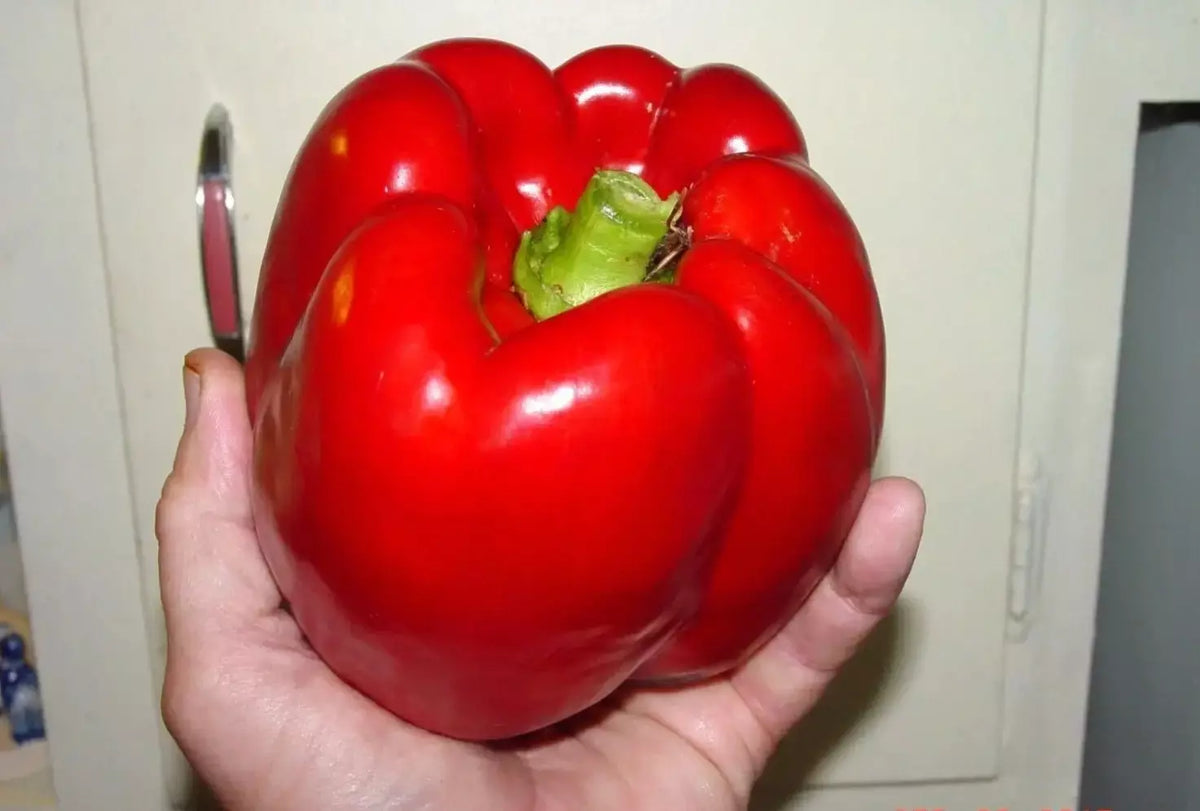 Giant Red Bell Pepper Seeds - 120+ Pack - Sweet Heirloom Organic Non-GMO - Capsicum annuum