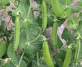 Pea Seed, Heirloom Little Marvel, Non-GMO, 20+ Seeds, Perfect for Garden Planting, Pisum sativum