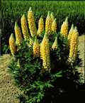 25 Yellow Lupine Seeds | Perennial Flower Seeds | Hardy Flower Seeds | Lupinus polyphyllus