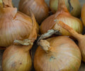 Sturon Onion Seeds - 500+ Pack for Garden Planting - Allium cepa - USA Grown, Non-GMO, High Yield