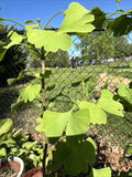 Live Ginkgo Tree Seedling - Ancient Healing Tree for Garden, Patio, or Gift - Ginkgo biloba