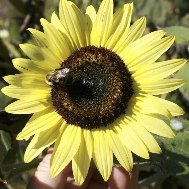 LEMON QUEEN SEEDS - 50+ Large Colorful Rare Flower Seeds - Helianthus annuus