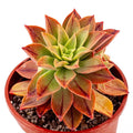 AEONIUM LEUCOBLEPHARUM 6" Potted Plant - Beautiful Designer Succulent - Unique Foliage