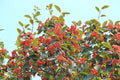 American Mountain Ash Seedling – Sorbus Americana – Hardy Tree for Planting, Native North American Species
