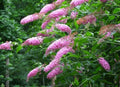 Butterfly Bush Plant -Bicolor Variety - Buddleja davidii
