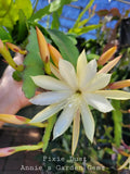 Epiphyllum Cuttings - 8 to 10 Inches - Pixie Dust - Unrooted Epiphyllum Oxypetalum