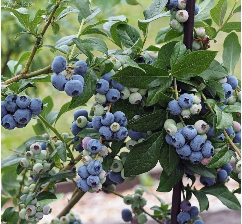 Highbush Blueberry Seeds 30++ Heirloom Organic Vaccinium sect. Cyanococcus