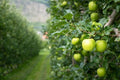Green Apple Tree Seeds - 30 Seeds - Antonovka Variety - Malus pumila