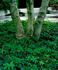 Pachysandra procumbens Ground Cover - 5 Rooted Cuttings - Winter Hardy Native Plant