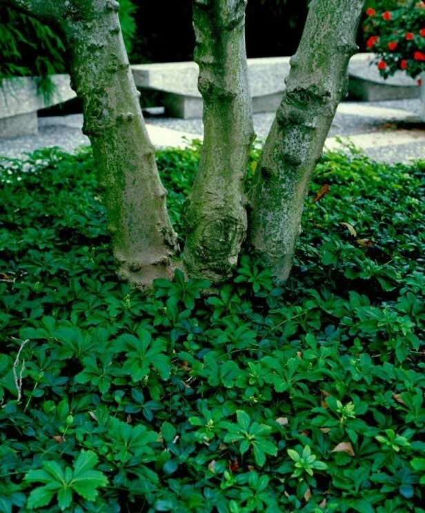 Pachysandra procumbens Ground Cover - 5 Rooted Cuttings - Winter Hardy Native Plant