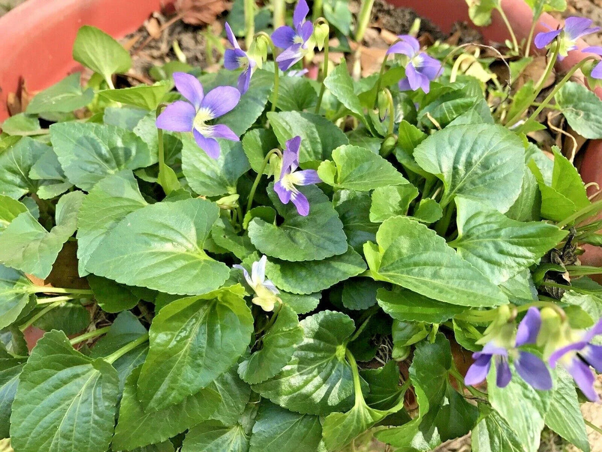 Purple Wild Violets Starter Plants - 20 Bare Root Flower Bulbs - Perennial Easy Grow (Viola papilionacea)