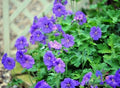 Johnson's Blue Geranium - 25 Seeds - Perennial Flower - Geranium 'Johnson's Blue' - USA